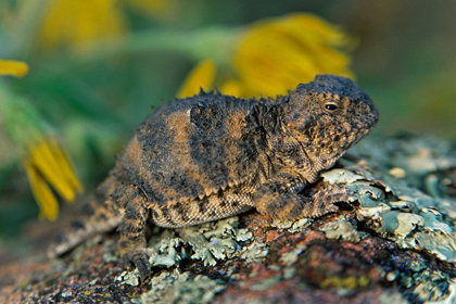 Picture of SHORT-HORNED LIZARD