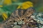 Picture of SHORT-HORNED LIZARD