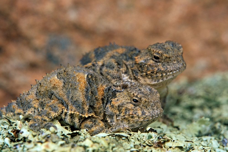 Somerset House - Images. SHORT-HORNED LIZARDS