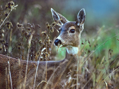 Picture of MULE DEER