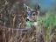 Picture of MULE DEER