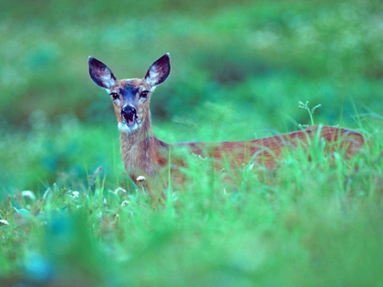 Picture of MULE DEER