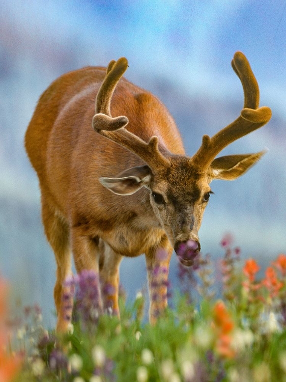 Picture of MULE DEER IN VELVET