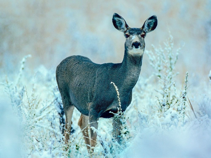 Picture of MULE DEER