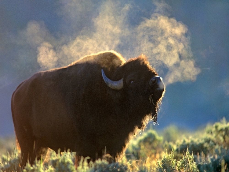 Picture of BISON