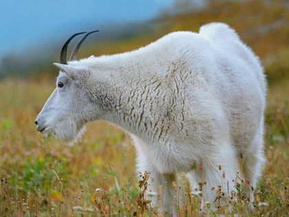 Picture of MOUNTAIN GOAT