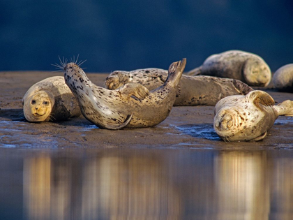 Picture of HARBOR SEALS