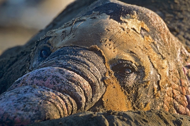 Picture of NORTHERN ELEPHANT SEAL BULL MOLTING