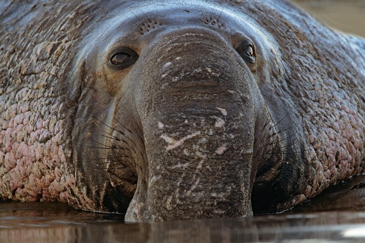 Picture of NORTHERN ELEPHANT SEAL