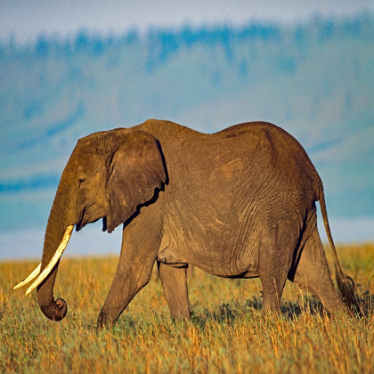 Picture of AFRICAN ELEPHANT WITH LARGE TUSKS-KENYA
