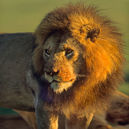 Picture of AFRICAN LION