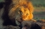 Picture of AFRICAN LION FEEDING
