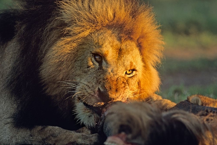 Picture of AFRICAN LION FEEDING