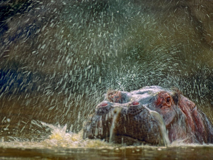 Picture of HIPPO SPLUTTERING MARA RIVER-KENYA