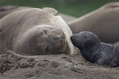 Picture of NORTHERN ELEPHANT SEAL