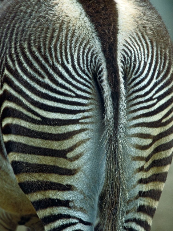 Picture of ZEBRA