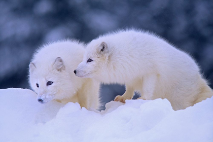 Picture of ARCTIC FOXES
