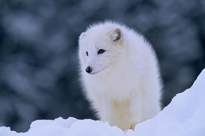 Picture of ARCTIC FOX