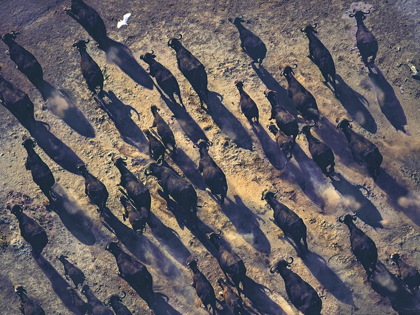 Picture of AFRICAN BUFFALO STAMPEDE