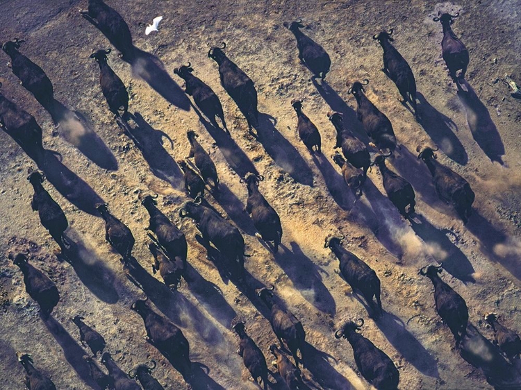 Picture of AFRICAN BUFFALO STAMPEDE