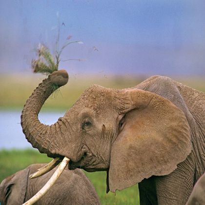 Picture of AFRICAN ELEPHANT WITH CATTLE EGRET-AMBOSELI NATIONAL PARK-KENYA