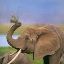 Picture of AFRICAN ELEPHANT WITH CATTLE EGRET-AMBOSELI NATIONAL PARK-KENYA