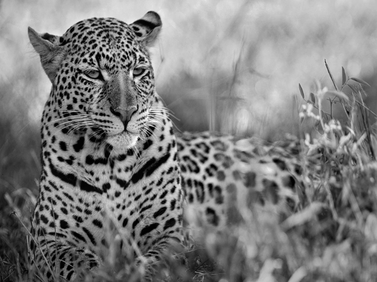 Picture of LEOPARD