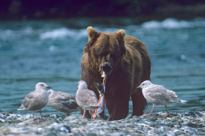 Picture of GRIZZLY BEAR AND GULLS