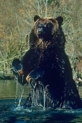 Picture of GRIZZLY BEAR