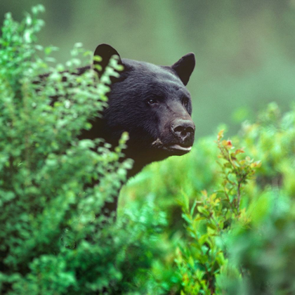 Picture of BLACK BEAR