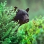 Picture of BLACK BEAR