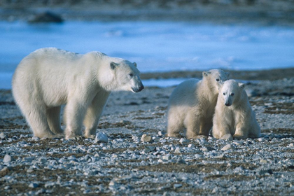 Picture of POLAR BEAR MOTHER AND CUBS