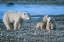 Picture of POLAR BEAR MOTHER AND CUBS