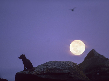 Picture of ARCTIC FOX AND MOON
