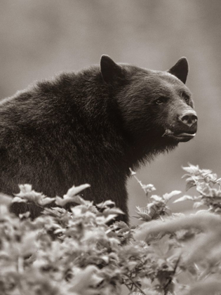 Picture of BLACK BEAR SEPIA