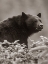 Picture of BLACK BEAR SEPIA