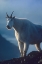 Picture of MOUNTAIN GOAT