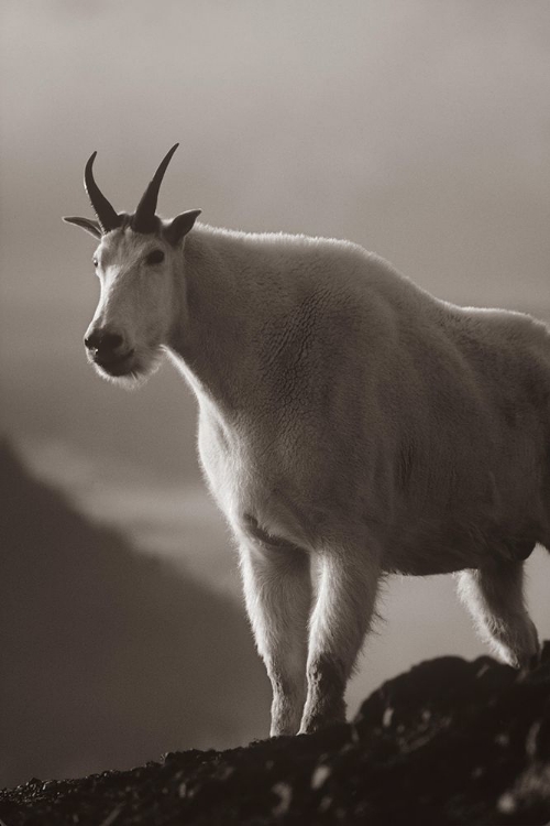 Picture of MOUNTAIN GOAT SEPIA