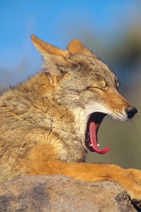 Picture of COYOTE YAWNING
