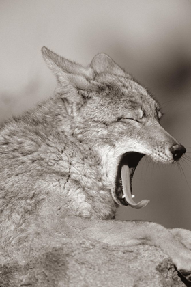 Picture of COYOTE YAWNING SEPIA
