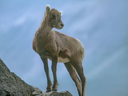 Picture of ROCKY MOUNTAIN BIGHORN LAMB