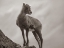 Picture of ROCKY MOUNTAIN BIGHORN LAMB SEPIA