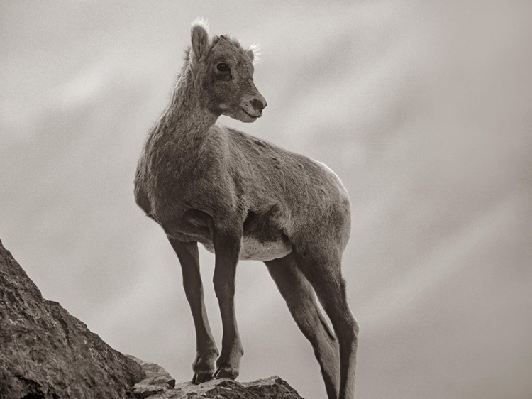 Picture of ROCKY MOUNTAIN BIGHORN LAMB SEPIA