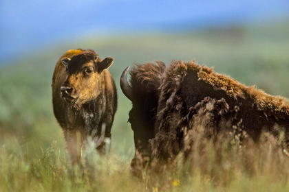 Picture of BISON CALF WITH MOTHER