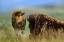 Picture of BISON CALF WITH MOTHER