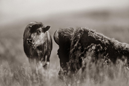 Picture of BISON CALF WITH MOTHER SEPIA