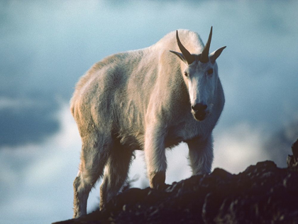 Picture of MOUNTAIN GOAT