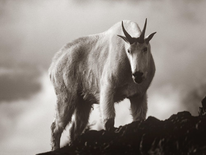 Picture of MOUNTAIN GOAT SEPIA