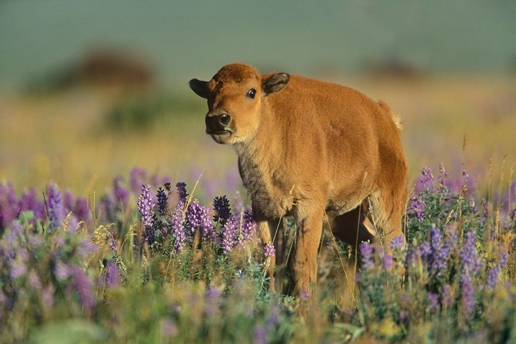 Picture of BISON CALF