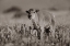 Picture of BISON CALF SEPIA